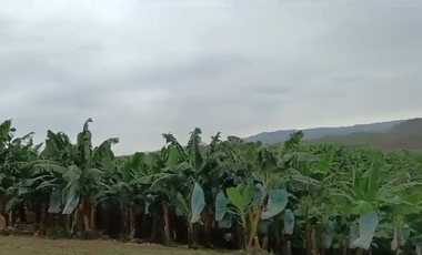 Bananera de Venta en Santa Elena