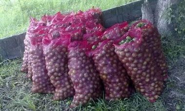 Lot for Sale in Batangas - Padre Garcia