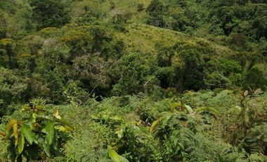 Venta Finca Ganadera y Agrícola San Roque Antioquia