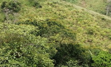 Venta Finca Ganadera y Agrícola San Roque Antioquia