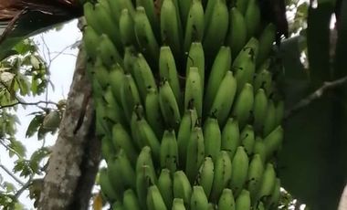 Venta Finca Ganadera y Agrícola San Roque Antioquia