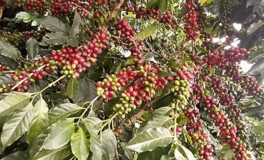 Venta Finca Ganadera y Agrícola San Roque Antioquia