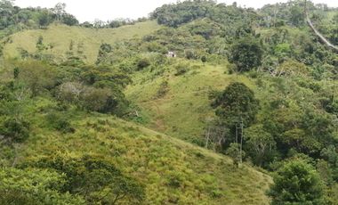 Venta Finca Ganadera y Agrícola San Roque Antioquia