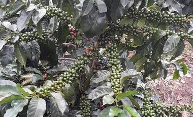 Venta Finca Ganadera y Agrícola San Roque Antioquia
