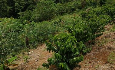 Venta Finca Ganadera y Agrícola San Roque Antioquia