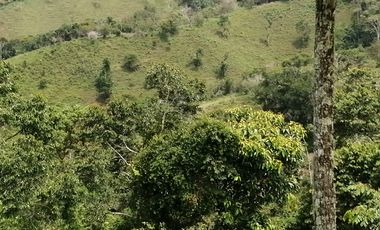 Venta Finca Ganadera y Agrícola San Roque Antioquia