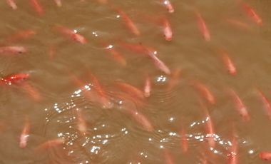 Venta Finca Ganadera y Agrícola San Roque Antioquia