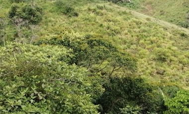 Venta Finca Ganadera y Agrícola San Roque Antioquia