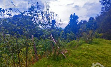 VENTA DE TERRENO EN MINERAL DEL CHICO CARBONERAS.