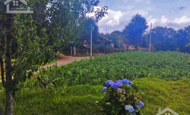 VENTA DE TERRENO EN MINERAL DEL CHICO CARBONERAS.