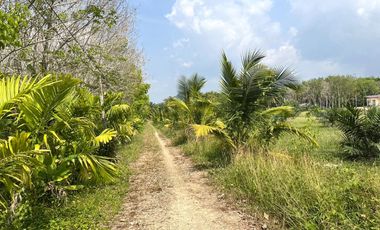 9 Rai Rubber Plantation with Canal & Distant Mountain Views for Sale in Thai Mueang, Phangnga