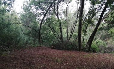 Campo con orilla de rio *1504