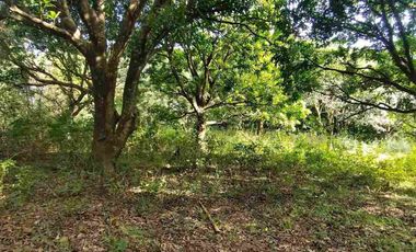9.3 Hectares Cheap Farm Lot for Sale with Mango Plantation and Rice Field located in Brgy. Sta. Lucia, Angat, Bulacan