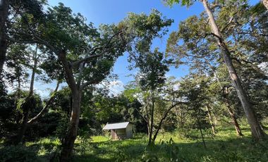 6 rai of fruit orchards surrounded by beautiful mountain views is for sale in Takua Thung, Phang Nga.