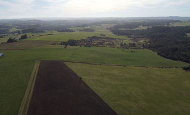 Campo en venta en Los Muermos de 199 hectáreas apto para ganadería, siembra y conservación