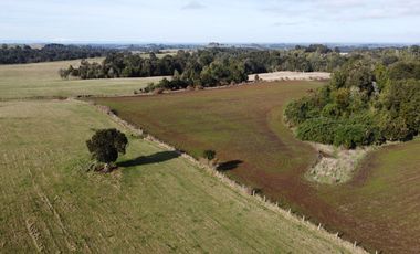 Campo en venta en Los Muermos de 199 hectáreas apto para ganadería, siembra y conservación