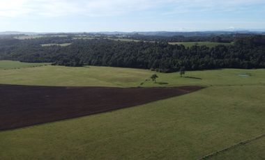 Campo en venta en Los Muermos de 199 hectáreas apto para ganadería, siembra y conservación