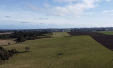 Campo en venta en Los Muermos de 199 hectáreas apto para ganadería, siembra y conservación