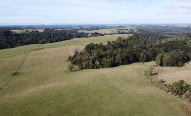 Campo en venta en Los Muermos de 199 hectáreas apto para ganadería, siembra y conservación