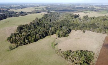 Campo en venta en Los Muermos de 199 hectáreas apto para ganadería, siembra y conservación