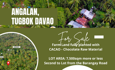 fully-planted cacao farm Lot for sale davao city | Angalan Tugbok | near vitarich