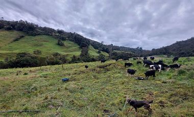 hacienda lechera ganadera de venta sector vía a soldados a 12 minutos de Cuenca