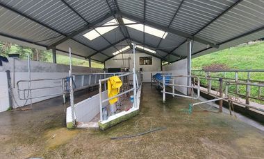 hacienda lechera ganadera de venta sector vía a soldados a 12 minutos de Cuenca