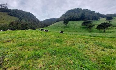 hacienda lechera ganadera de venta sector vía a soldados a 12 minutos de Cuenca