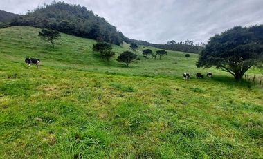 hacienda lechera ganadera de venta sector vía a soldados a 12 minutos de Cuenca