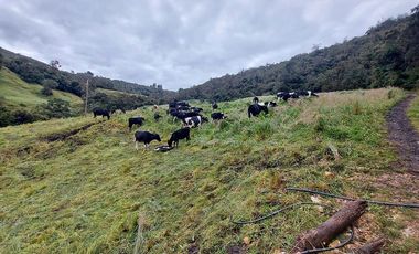 hacienda lechera ganadera de venta sector vía a soldados a 12 minutos de Cuenca