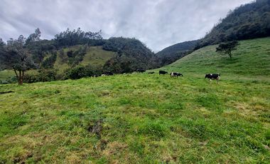 hacienda lechera ganadera de venta sector vía a soldados a 12 minutos de Cuenca