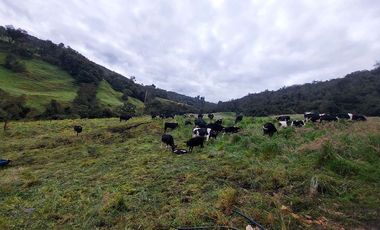 hacienda lechera ganadera de venta sector vía a soldados a 12 minutos de Cuenca