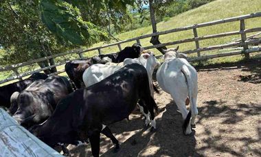 Finca ( Ganadera - Piscicultura - Agricultura )