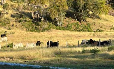 Finca ( Ganadera - Piscicultura - Agricultura )