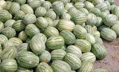 Finca ( Ganadera - Piscicultura - Agricultura )