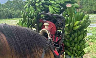 Finca ( Ganadera - Piscicultura - Agricultura )