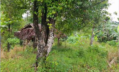 Tanah 902 m² di Cilograng Lebak Banten