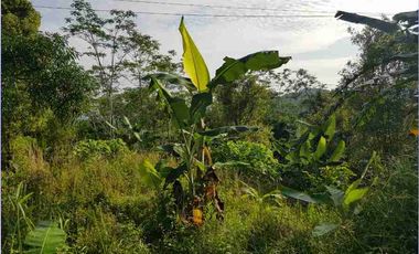Tanah 902 m² di Cilograng Lebak Banten