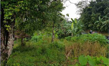 Tanah 902 m² di Cilograng Lebak Banten