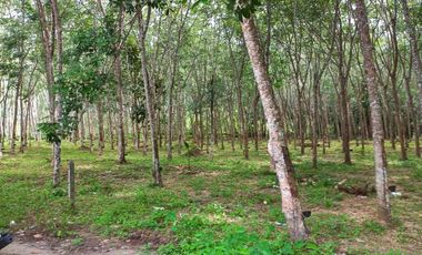 Peaceful 8 Rai of rubber plantation for sale in Takua Thung, Phangnga