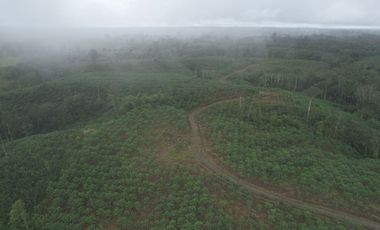 Vendo Hacienda de 220 Hectáreas, plantación de palmito de 140 Hectáreas, sector Pedro Vicente Maldonado