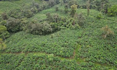 Vendo Hacienda de 220 Hectáreas, plantación de palmito de 140 Hectáreas, sector Pedro Vicente Maldonado
