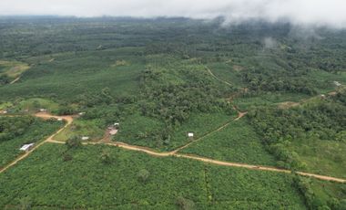 Vendo Hacienda de 220 Hectáreas, plantación de palmito de 140 Hectáreas, sector Pedro Vicente Maldonado