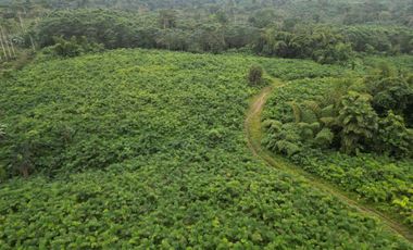 Vendo Hacienda de 220 Hectáreas, plantación de palmito de 140 Hectáreas, sector Pedro Vicente Maldonado