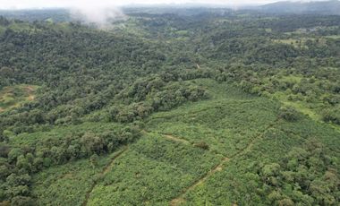 Vendo Hacienda de 220 Hectáreas, plantación de palmito de 140 Hectáreas, sector Pedro Vicente Maldonado