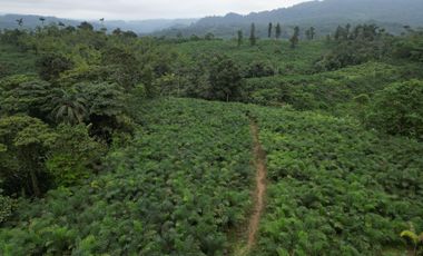 Vendo Hacienda de 220 Hectáreas, plantación de palmito de 140 Hectáreas, sector Pedro Vicente Maldonado