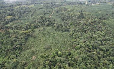 Vendo Hacienda de 220 Hectáreas, plantación de palmito de 140 Hectáreas, sector Pedro Vicente Maldonado