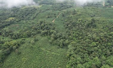 Vendo Hacienda de 220 Hectáreas, plantación de palmito de 140 Hectáreas, sector Pedro Vicente Maldonado