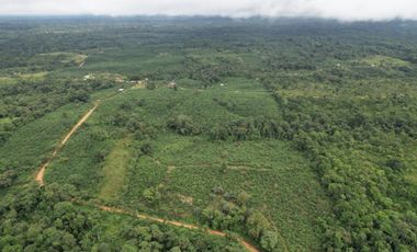 Vendo Hacienda de 220 Hectáreas, plantación de palmito de 140 Hectáreas, sector Pedro Vicente Maldonado