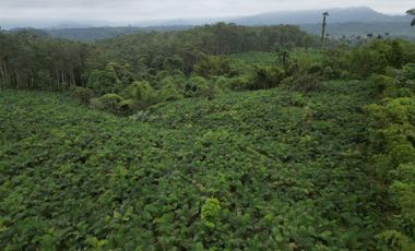 Vendo Hacienda de 220 Hectáreas, plantación de palmito de 140 Hectáreas, sector Pedro Vicente Maldonado